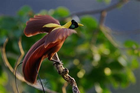 burung pengicau endemik pulau timor Gelatik Timor ( Padda fuscata ) Gelatik Timor ( Padda fuscata ) adalah sejenis burung pengicau berukuran kecil, dengan panjang lebih kurang 12-14 cm, dari suku Estrildidae